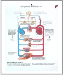 human fetal circulation